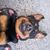 Suzette Dickinson's profile image