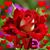 Lupita Lares's profile image
