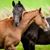Kelley Shaffer Josey's profile image