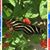 Vickie Robinson's profile image