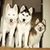 Pam Kisler's profile image