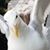 Colene Aug Belli's profile image