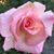Janice King's profile image