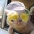 Rosebud Sheridan's profile image