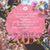 Alice Sanchez's profile image