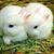 Rasha Elmahdy's profile image