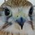 Doug Simpson's profile image