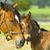 Joyceline Howse's profile image