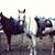 Barb Harju Sklenicka's profile image