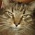 Denise Linkous's profile image