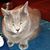 Shash Sempler's profile image