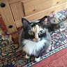 ILoveCats's profile image