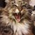 Eric MacCallum's profile image