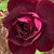Janet Murphy's profile image