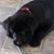 Sheri Eckelbarger Rodgers's profile image