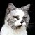 Dixie Palmer's profile image