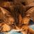 Debbie Kuhn D'Agostino's profile image