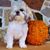 Robin Kettlewell's profile image