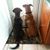 Cindy Yanetta's profile image