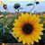 Holly Robinson Wright's profile image