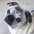 Pugsley Blankenship's profile image
