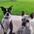 Tracie Ling's profile image
