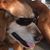 Dan Van Driessche's profile image