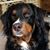 Julie Perez's profile image