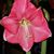 Katherine Delys Ward's profile image