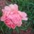 Ginger VanLanen-Acken's profile image