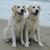 Robin Denton Wilcox's profile image