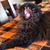 Andrew Schornick's profile image