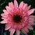 Audrey Lueth's profile image