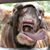 Sandi Breland Nichols's profile image