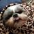 Draig Hodge's profile image