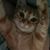 Sheri Bridenthal's profile image