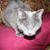 Joanne Lillo's profile image