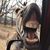 Robbin Rushing's profile image