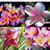 Diane Nicklaus's profile image