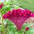 Magaly Quan's profile image