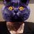 Shannon Galiszewski's profile image
