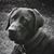 Frank DiGnazio's profile image