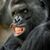 Gavin Grigar's profile image