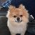Elizabeth Schaffner's profile image