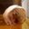 Akiyo Hamamoto's profile image