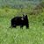 Laurie Sansone's profile image
