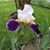 Beth L Patterson's profile image