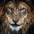 Tom Holz's profile image