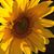 Christina Krawczyk-Miller's profile image