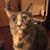 Tiffanie Rice Ricewick's profile image